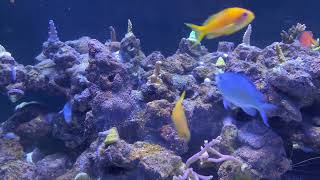 Reef Tank update dinoflagellates [upl. by Nessi]