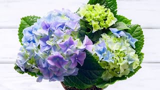 Cómo y cuándo reproducir las hortensias por esquejes  Bricomanía  Jardinatis [upl. by Eiderf]