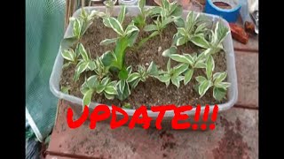 How to Propagate Variegated Weigela [upl. by Lanna848]