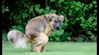 How to Stop Diarrhea in Dogs Without a Trip to the Vet [upl. by Akiras]