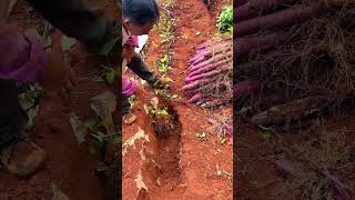 Use A Special Shovel Tool To Dig Genetically Modified Yam Planted In HighLevel Laterite Soil [upl. by Zampino]