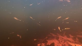 Vernal Pool Fairy Shrimp [upl. by Ardnuassac]