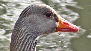 Greylag Goose  Geese at Tehidy Woods  Graylag in the USA [upl. by Tammara643]