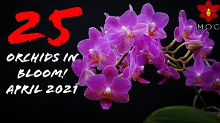 Orchids in Bloom  April 2021  Which is your favorite 🤔 [upl. by Hobbie]