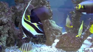 Marine Angelfish Tank 2011 [upl. by Anma955]