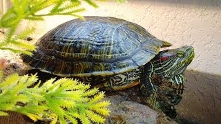 What To Feed Your turtle Feeding tips for aquatic red eared slider diet care guide [upl. by Ofella]