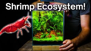 I Made a Nano Aquarium For Cherry Shrimp Here’s How [upl. by Nomyt]