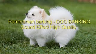 Pomeranian Barking DOG BARKING Sound Effect High Quality  How to stop your Pomeranian Barking [upl. by Bozovich]