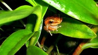 ❀ Common Coqui  1 Hour [upl. by Oruam]