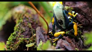 Dendrobates Tinctorius Tumucumaque tadpole transport [upl. by Eceerahs]