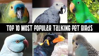 Top 10 Most Popular talking pet Birds  Talking Parrots [upl. by Auhs160]