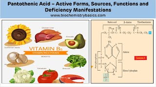 Pantothenic Acid Biochemistry  Vitamin B5 Biochemistry  Coenzyme A [upl. by Aubry]