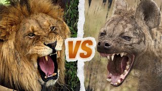 LION vs HYÈNE  Qui est le roi de la savane [upl. by Birkle390]