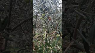 Olive Tree  Sumartin Brac Croatia olives Croatia [upl. by Belldame]