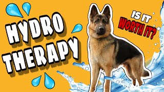 Should You Try Hydrotherapy For Your Dog With Hip Dysplasia  Hip Dysplasia Dog [upl. by Rovelli]