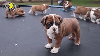 Olde English Bulldogges Puppies [upl. by Aniaj]