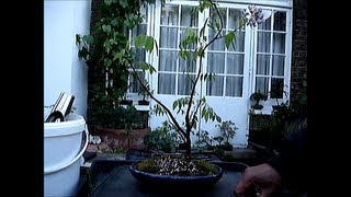 How to bonsai Nursery stock Wisteria Part 1 [upl. by Eixor843]