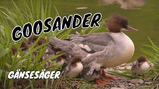 Goosander Mergus merganser ♀ or Merganser with Ducklings [upl. by Ennaylloh409]