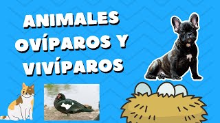 Aprende sobre animales OVÍPAROS y VIVÍPAROS 🐶 🦢 🐇 🐱 [upl. by Etnoj690]