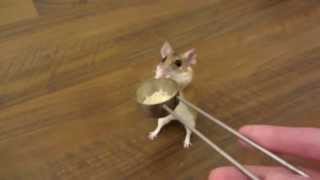 how to teach a mouse to spin on cue [upl. by Stewardson]