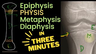 Physis Epiphysis Metaphysis and Diaphysis 🦴  in 3 MINUTES [upl. by Happ]