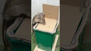 How to catch mice at homemouse trap tips [upl. by Citarella]