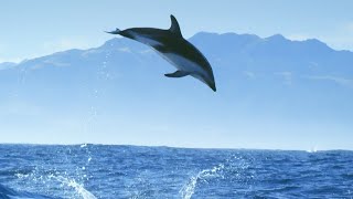 Incredible Dolphin Moments  BBC Earth [upl. by Calbert]