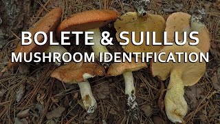 Bolete amp Suillus Mushroom Identification with Adam Haritan [upl. by Aeslehs680]