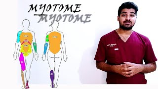 Myotomes Myotomes made easy to understand  How to remember Myotomes easily clinicaltalks [upl. by Avrom]