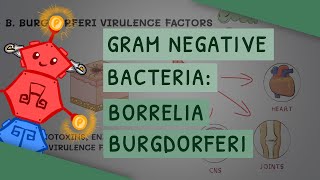 Borrelia burgdorferi Lyme disease [upl. by Martijn492]