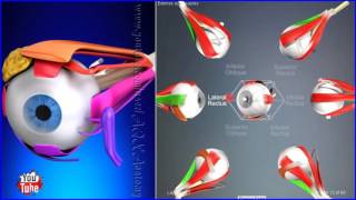 Extraocular Muscles Movements Extrinsic Eye Muscles  3D Human Anatomy  Organs [upl. by Ardeahp]