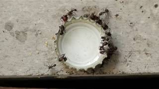 Camponotus nicobarensis Zuckerwasser Zeitraffer [upl. by Learrsi]