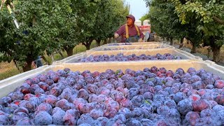 Picking Billions Of Plums In California  Prunes Production Process [upl. by Ylaek719]