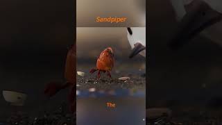 The Sandpiper’s Ultimate Clash with NaturemovieanimationShort filmMovie commentary [upl. by Buddy343]