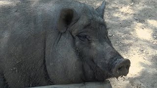 CRI de COCHON 🐖 COCHON qui CRIE  ferme pédagogique de Vendargues [upl. by Sherborne]