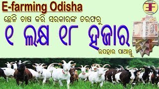 Goat Farming in Odisha part3 NMPS Scheme [upl. by Icaj448]