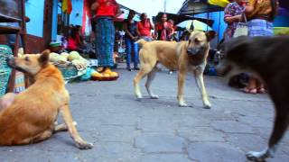 DOCUMENTAL PERROS CALLEJEROS [upl. by Fredra24]