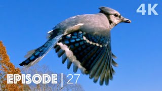 Birds for Cats  Action Packed Day  3 Hours 4K UHD [upl. by Tekcirk]