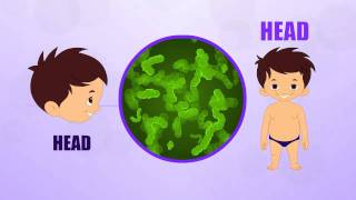 Head  Human Body Parts  Pre School  Animated Videos For Kids [upl. by Ydda]