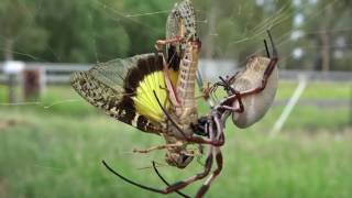 Golden Orb Weaving Spider Nephila edulis [upl. by Alfonse]