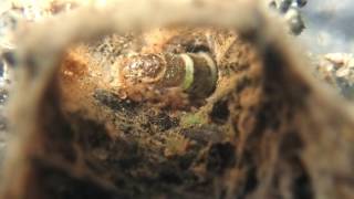 Hydrdopsychid caddisfly feeding [upl. by Assert]