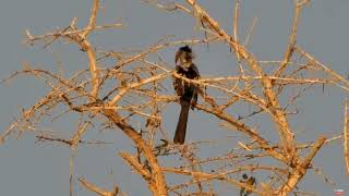 Safarihoek Namibia Live Wildlife Camera Najprawdopodobniej toko czerwonolicy Tockus leucomelas [upl. by Tiebold]