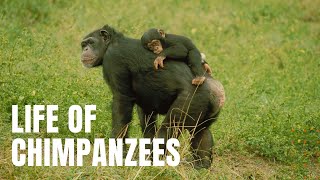 The Life of Chimpanzees [upl. by Rossy]