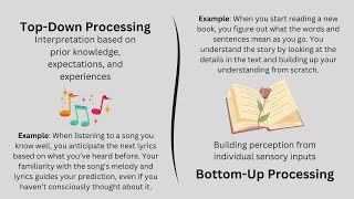 How We Perceive the World Understanding TopDown and BottomUp Processing [upl. by Latsyek390]