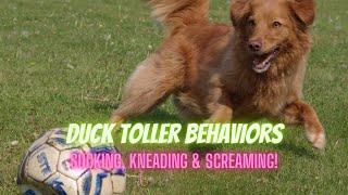 Duck Toller Behavior  Featuring sucking amp Kneading And the famous Toller Scream [upl. by Aneahs]