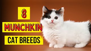 8 Munchkin Cat Breeds [upl. by Nonnaihr]