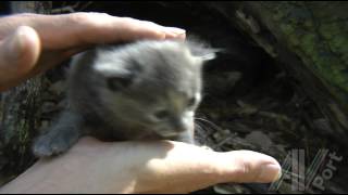 Cute Feral Kittens  first handling by a human  18 days old [upl. by Marl787]