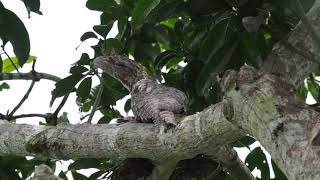 Papuan Frogmouth Podargus papuensis [upl. by Anairad17]