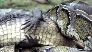 Python eats Alligator 04 Time Lapse Speed x24 [upl. by Beetner]