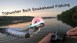 Snakehead Fishing with Topwater Bait ▏Burke Lake Snakehead Fishing [upl. by Clementas]